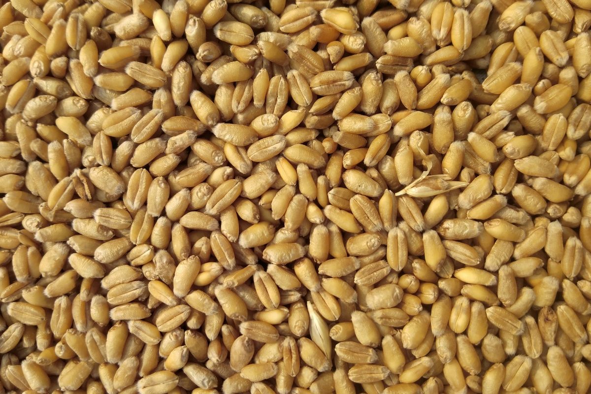 Parcela de maíz — posesión agraria