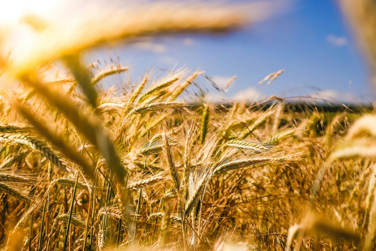 Sendero rural — transmisión de derechos